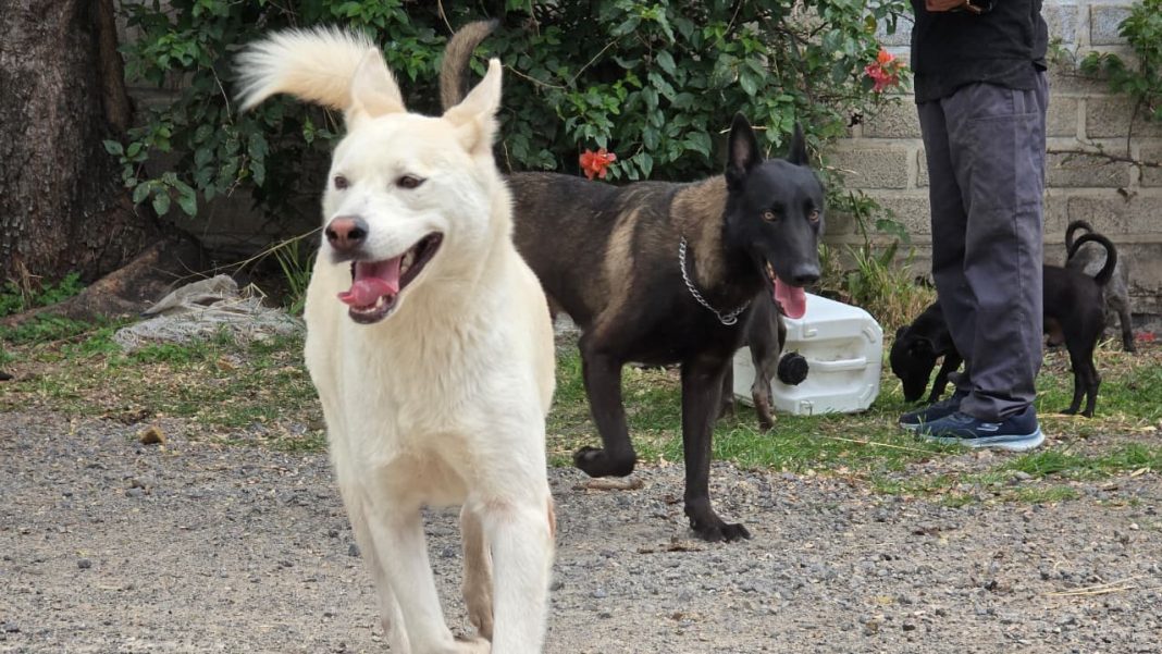 Tlaquepaque realizará jornada de adopción para dar hogar a perros y gatos