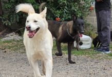 Tlaquepaque realizará jornada de adopción para dar hogar a perros y gatos