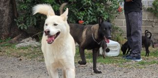 Tlaquepaque realizará jornada de adopción para dar hogar a perros y gatos