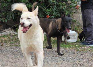Tlaquepaque realizará jornada de adopción para dar hogar a perros y gatos