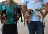 Ayuntamiento de Manzanillo acerca esterilizaciones gratuitas a La Floreña