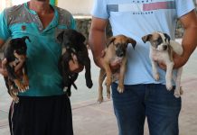 Ayuntamiento de Manzanillo acerca esterilizaciones gratuitas a La Floreña