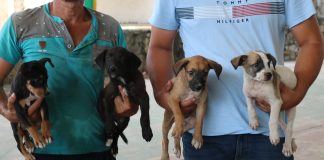 Ayuntamiento de Manzanillo acerca esterilizaciones gratuitas a La Floreña
