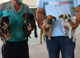 Ayuntamiento de Manzanillo acerca esterilizaciones gratuitas a La Floreña