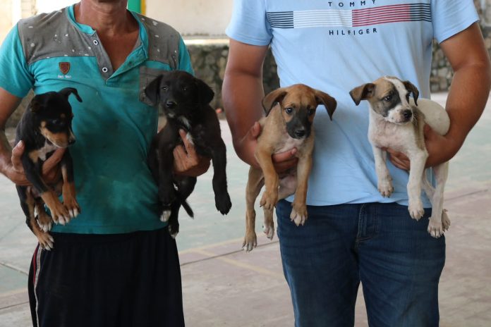 Ayuntamiento de Manzanillo acerca esterilizaciones gratuitas a La Floreña