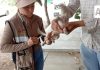 Vacunación antirrábica es gratuita y hay más rutas móviles en colonias y comunidades: Salud Colima