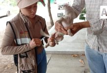 Vacunación antirrábica es gratuita y hay más rutas móviles en colonias y comunidades: Salud Colima