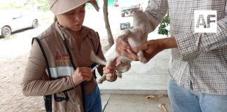 Vacunación antirrábica es gratuita y hay más rutas móviles en colonias y comunidades: Salud Colima