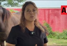Universidad José Martí impulsa desarrollo humano y rehabilitación mediante terapia asistida con caballos