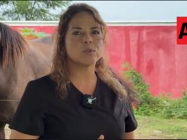 Universidad José Martí impulsa desarrollo humano y rehabilitación mediante terapia asistida con caballos