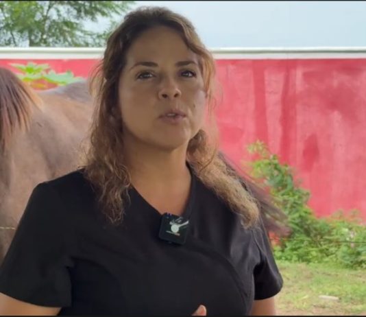 Universidad José Martí impulsa desarrollo humano y rehabilitación mediante terapia asistida con caballos