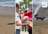 Una decena de cocodrilos han sido avistados esta semana en playas y zonas habitacionales de Manzanillo