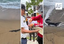 Una decena de cocodrilos han sido avistados esta semana en playas y zonas habitacionales de Manzanillo