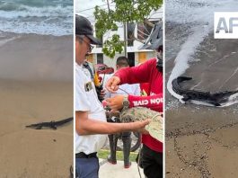 Una decena de cocodrilos han sido avistados esta semana en playas y zonas habitacionales de Manzanillo