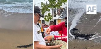 Una decena de cocodrilos han sido avistados esta semana en playas y zonas habitacionales de Manzanillo