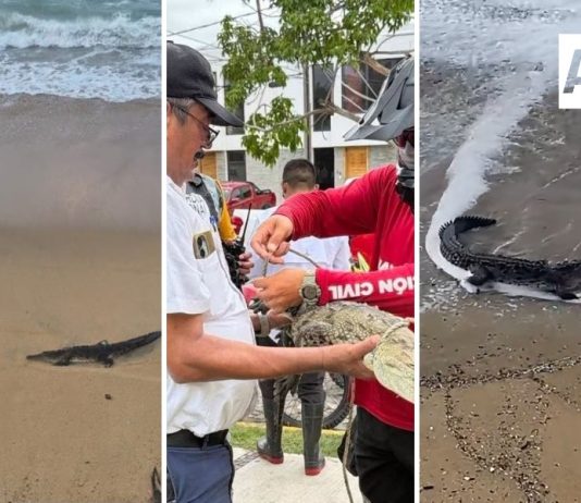 Una decena de cocodrilos han sido avistados esta semana en playas y zonas habitacionales de Manzanillo