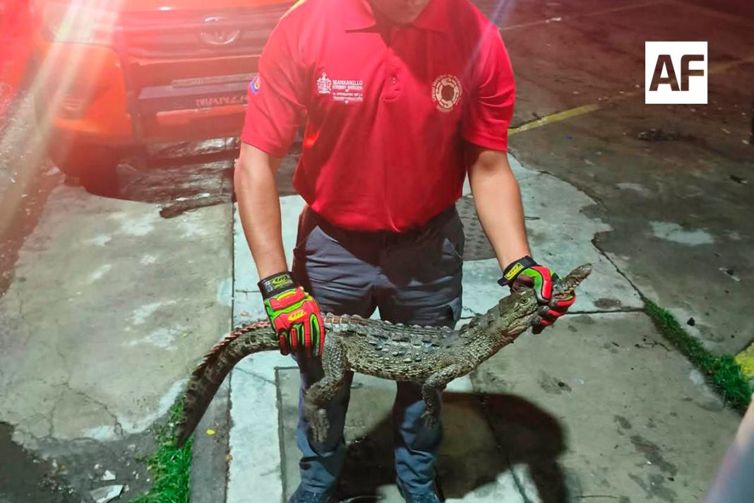 cocodrilo-uepc-colima-02