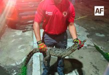 UEPC Colima alerta por presencia de cocodrilos en playas de Manzanillo; pide reportar de inmediato