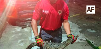 UEPC Colima alerta por presencia de cocodrilos en playas de Manzanillo; pide reportar de inmediato