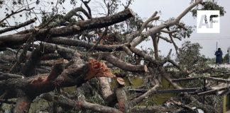Árbol cae sobre vivienda en Suchitlán y causa daños a inmueble y vehículos