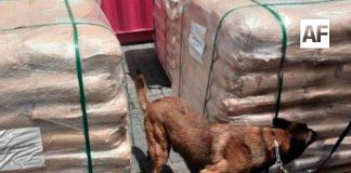Inmovilizan más de 54 toneladas de dextrosa anhidra procedentes de China en la Aduana de Manzanillo