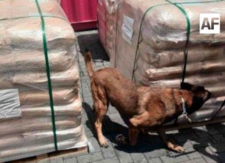 Inmovilizan más de 54 toneladas de dextrosa anhidra procedentes de China en la Aduana de Manzanillo
