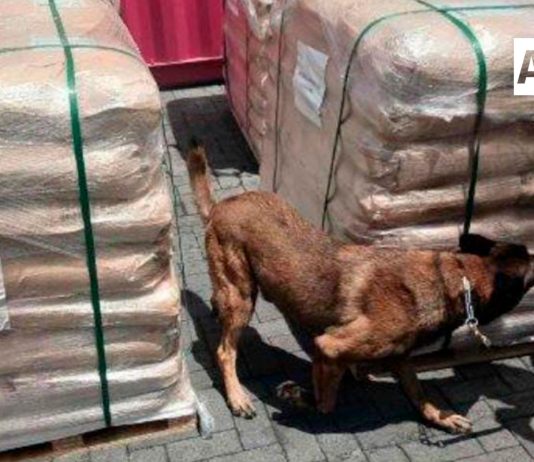 Inmovilizan más de 54 toneladas de dextrosa anhidra procedentes de China en la Aduana de Manzanillo