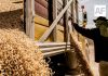 Amplían hasta el 30 de septiembre registro para subsidio a productores de maíz blanco