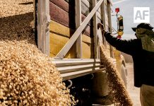 Amplían hasta el 30 de septiembre registro para subsidio a productores de maíz blanco