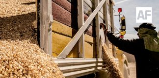 Amplían hasta el 30 de septiembre registro para subsidio a productores de maíz blanco