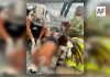 Trabajador resulta lesionado tras sufrir caída en obra de avenida Universidad