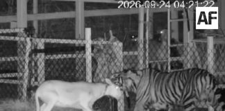 Reportan posible tigre en La Barca, Jalisco; autoridades piden no acercarse