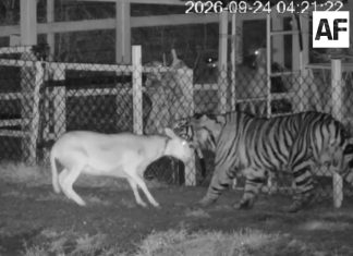 Reportan posible tigre en La Barca, Jalisco; autoridades piden no acercarse