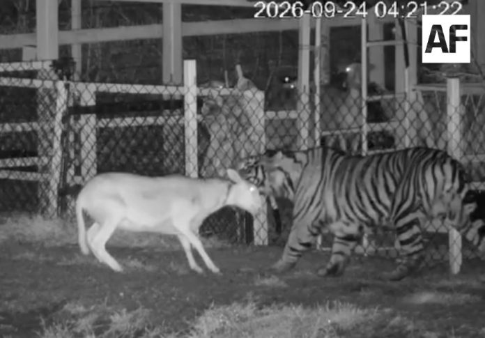 tigre1