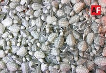 Anuncian inversión cercana a 30 mdp para renovar el Tortugario de Cuyutlán