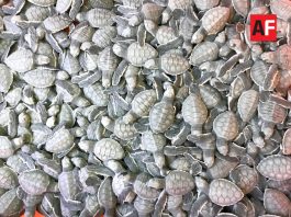 Anuncian inversión cercana a 30 mdp para renovar el Tortugario de Cuyutlán
