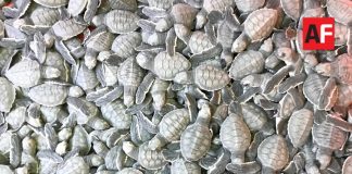 Anuncian inversión cercana a 30 mdp para renovar el Tortugario de Cuyutlán
