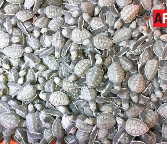 Anuncian inversión cercana a 30 mdp para renovar el Tortugario de Cuyutlán