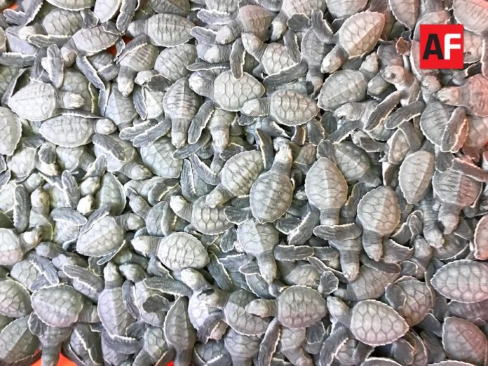 tortugas1