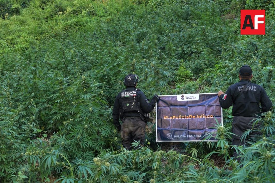 Destruyen-más-de-52-mil-plantas-de-marihuana-eñ-Tequila,-Jalisco2