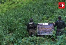 Destruyen más de 52 mil plantas de marihuana eñ Tequila, Jalisco