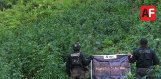 Destruyen más de 52 mil plantas de marihuana eñ Tequila, Jalisco