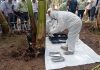 Refuerzan en Jalisco protocolos para prevenir plagas en la cosecha del plátano
