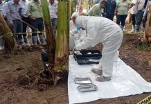 Refuerzan en Jalisco protocolos para prevenir plagas en la cosecha del plátano