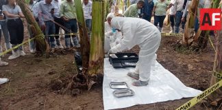 Refuerzan en Jalisco protocolos para prevenir plagas en la cosecha del plátano