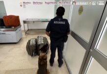 Aseguran más de 365 mil dólares ocultos en maletas en aeropuerto de Oaxaca