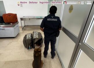 Aseguran más de 365 mil dólares ocultos en maletas en aeropuerto de Oaxaca
