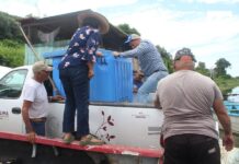 Subseder Colima alcanza 650 mil alevines sembrados en la Laguna de Amela; avanza 65% de la meta anual