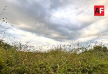 Prevén chubascos en Colima y temperaturas máximas de 35 grados