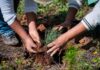 Jalisco supera meta de reforestación con más de 319 mil árboles y plantas